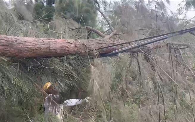 小金门1棵大型路树今日下午遭强风吹断，压到邻近高压电缆线；台电金门营业区处获报仍立即派员前往锯树已排除状况。（图／台电提供）