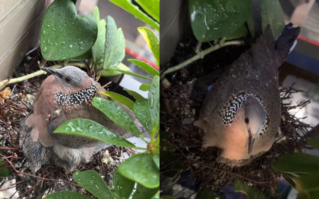 有網友拍到斑鳩媽媽躲颱風，並展翼保護斑鳩寶寶，任雨水淋濕身也片可不離。（圖／網友jing_ling_668授權提供）