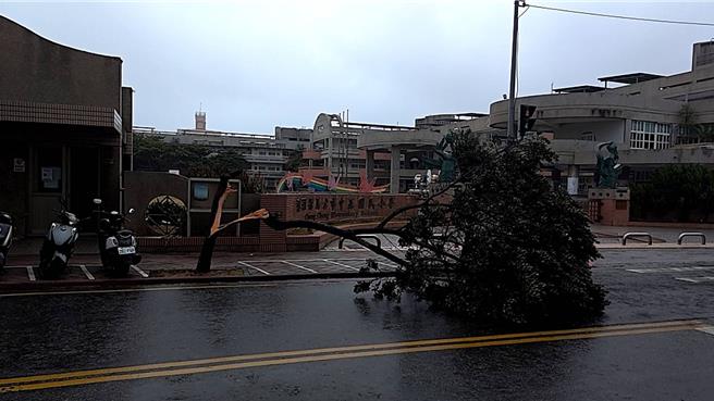 受康芮颱風影響，馬公市中正國小前路樹折斷。（警方提供／許逸民澎湖傳真）