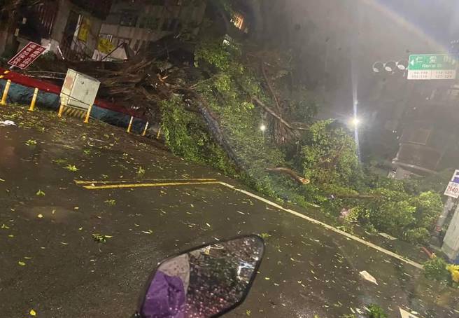 新北市三重區有棵超過40年以上的老樹，不敵強颱康芮帶來的強風吹襲，應聲倒塌橫躺路面。（圖／民眾授權提供）