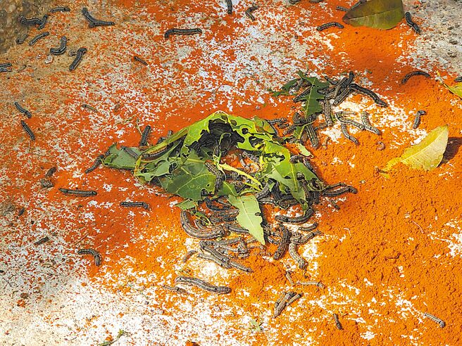 云林县斗六市保庄里绿大地社区近1周来出现上万只斜纹夜盗虫，居民使用辣椒粉驱虫似乎无效，图为虫群聚在地瓜叶上啃食。（周丽兰摄）