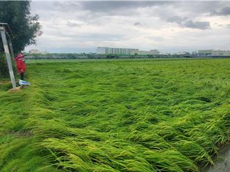 香米软脚倒一片！康芮西南风刮一夜 云林稻农损失惨重