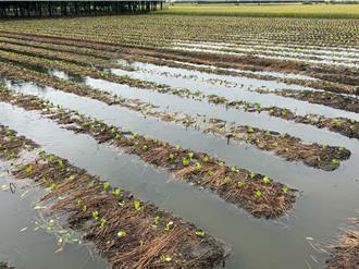 康芮重創南彰化！稻子倒伏、果樹落果 農民損失慘重