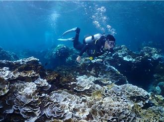 潛力無窮！恆春珊瑚小隊招募中 培養海洋保育生力軍