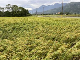 康芮肆虐花蓮！二期稻全倒農損破億 農民心痛