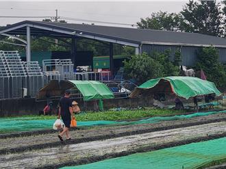 西螺果菜市場交易量銳減25％  後續將微漲