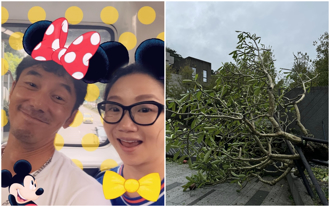 陶晶莹家也遭殃！「18年老树连根拔起」李李仁贴心举动曝光