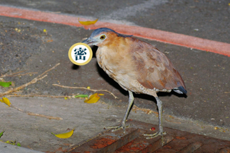 这鸟路边狂嗑7只家庭害虫 1.3万人封「神兽」：我的英雄