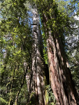 桃山神木谷每公頃碳儲存量  超越澳洲維省森林居世界之冠