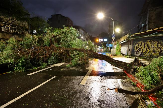 文山區重要幹道辛亥路上一度有傾倒路樹佔據近三個車道。（杜宜諳攝）