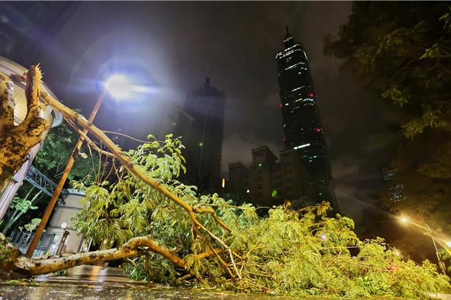 信義區松智路豪宅區有大片路樹傾倒。（杜宜諳攝）