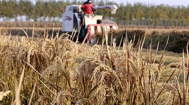 陸金秋豐收振興鄉村   增效益、增收入、增就業。（大陸央視）