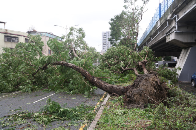 颱風康芮襲台，導致台北市約2000棵路樹倒塌，環保局、工務局等人員連夜搶救災，仍來不及完全清除。（鄧博仁攝）