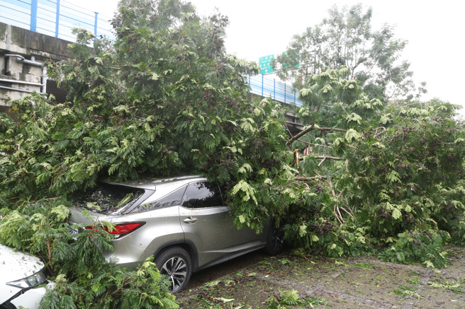 颱風康芮襲台，導致台北市約2000棵路樹倒塌，環保局、工務局等人員連夜搶救災，仍來不及完全清除。（鄧博仁攝）