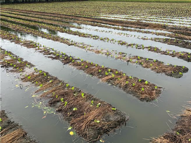 康芮颱風逐漸遠離，南彰化仍有菜田泡在水中。(李俊諭提供／葉靜美彰化傳真）