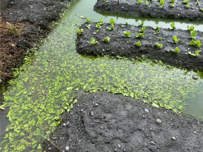 康芮颱風逐漸遠離，南彰化仍有菜田泡在水中。(李俊諭提供／葉靜美彰化傳真）