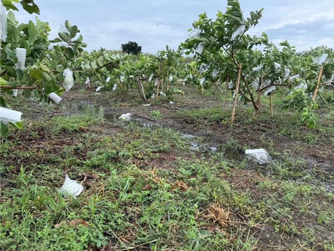 芭樂在康芮颱風過後出現落果災情。(李俊諭提供／葉靜美彰化傳真）