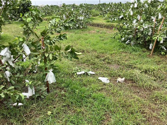 芭樂在康芮颱風過後出現落果災情。(李俊諭提供／葉靜美彰化傳真）