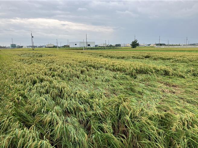 南彰化即將收成的2期水稻產區受損嚴重，約有2成出現倒伏現象。(李俊諭提供／葉靜美彰化傳真）