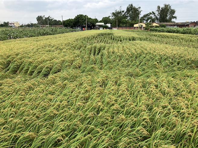 南彰化即將收成的2期水稻產區受損嚴重，約有2成出現倒伏現象。(李俊諭提供／葉靜美彰化傳真）