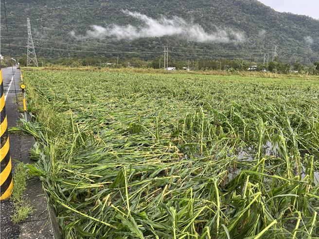 花蓮縣二期稻作幾乎全區倒伏，縣府及農政單位勘災，初估水稻農損就破億元。（王志偉翻攝）
