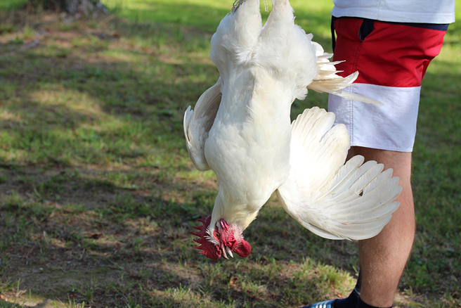 男剛買新車，沒想到丈母娘卻找人用雞血開光，白色車身內外濺滿雞血。（示意圖：Shutterstock／達志）