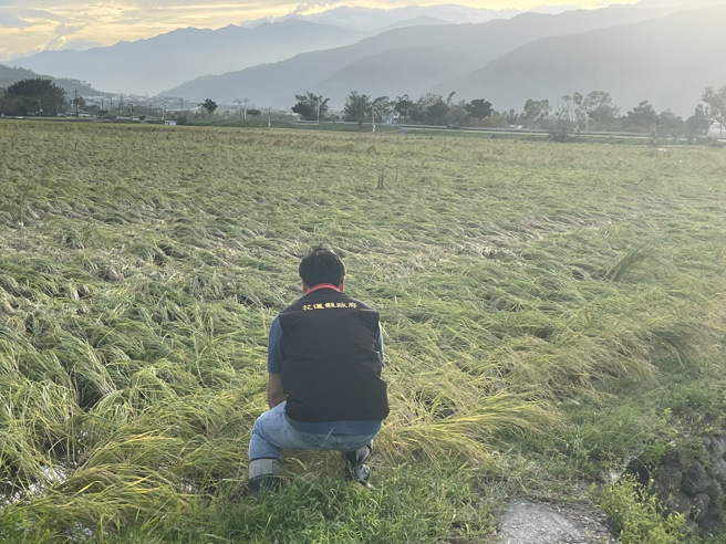 花蓮縣二期稻作幾乎全區倒伏，縣府及農政單位勘災，初估水稻農損就破億元。（王志偉翻攝）