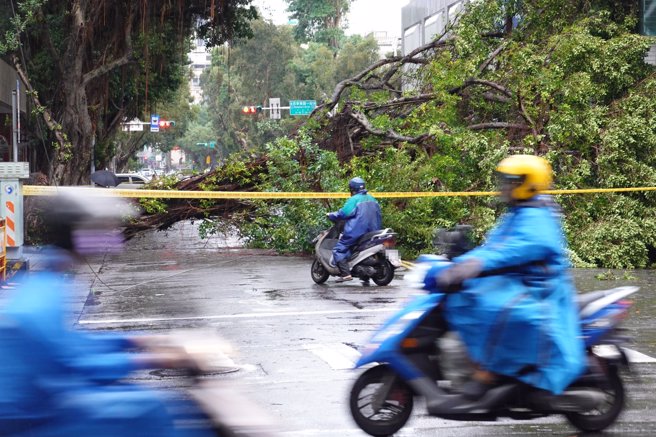 康芮颱風襲台，不少路樹倒地，全台各級學校亦傳出災損。（報系資料照片）