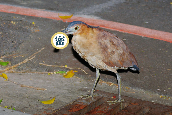 作家李锺旻PO出黑冠麻鹭吃蟑螂的照片，引发大量网友关注。（ 自然科普作家李锺旻授权使用）