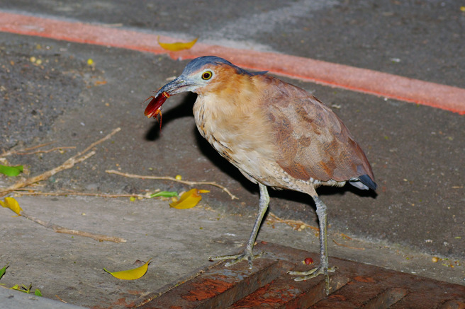 作家李锺旻PO出黑冠麻鹭吃蟑螂的照片，引发大量网友关注。（ 自然科普作家李锺旻授权使用）