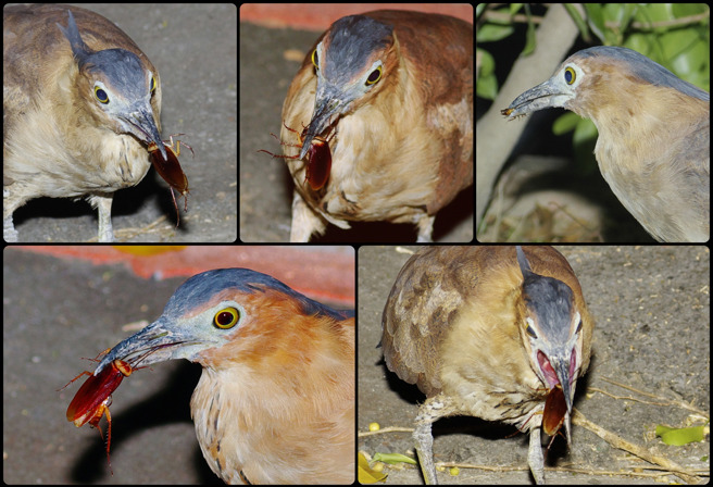 作家李锺旻PO出黑冠麻鹭吃蟑螂的照片，引发大量网友关注。（ 自然科普作家李锺旻授权使用）