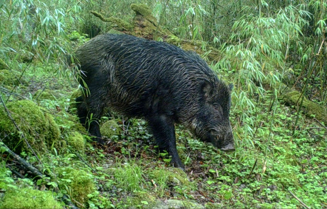 大陆26个省份均面临野猪数量过高的问题，野猪侵入民眾居住区域造成意外事件愈来愈频繁。（图／新华社）