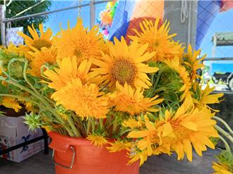 農業朝多元化發展 向日葵也可加入洗沐產品