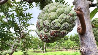 台東釋迦農哽咽求政府出手救助 蕭美琴允自行認定災損