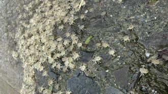 海量「字紋弓蟹」寶寶衝上岸！屏東美景太療癒 專家曝和颱風有關