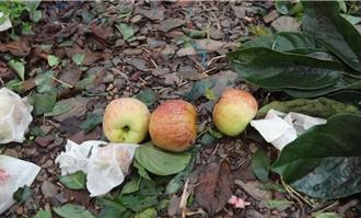 康芮肆虐梨山！農民哀怨：4個小時狂風直撲重傷害