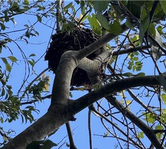 康芮重創新北！台電搶修遇虎頭蜂阻撓 山區上百戶待維修