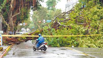 北市灾情近5千件 树倒占一半