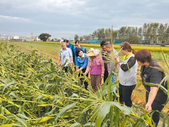 玉米倒伏 云县府吁直接救助