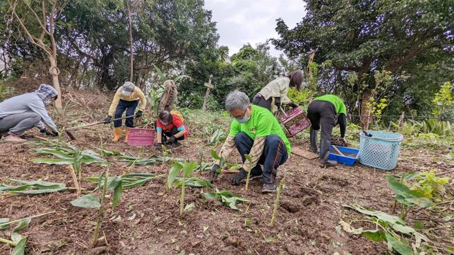  国防医学院推行全人教育，打造原始多元生态及萤火虫生态栖地復育基地的「医泽园」，师生种上新植被野姜花及水芋。（记者范瑜摄）