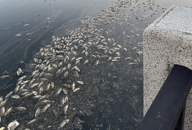 康芮颱风离开后，台南安平运河出现大量死鱼。（翻摄爆废公社二馆）