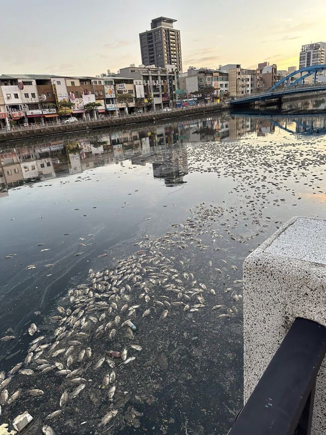 台南安平运河整片死鱼，台南人经过直喊「有够臭」。（翻摄爆废公社二馆）