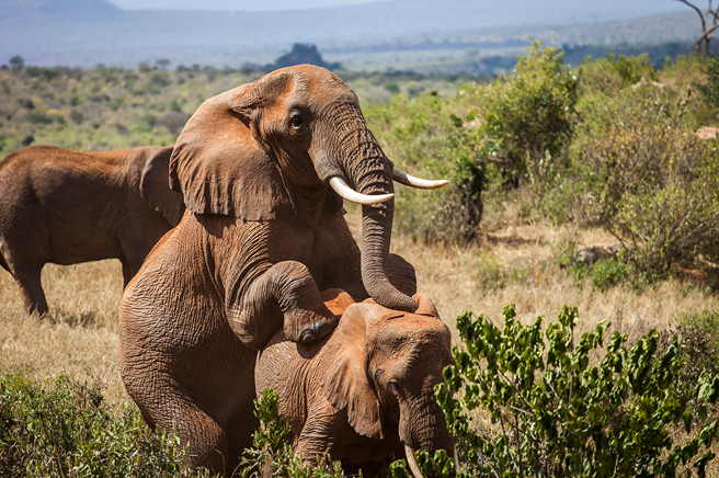 希臘公主意外闖入大象激戰現場，還擺出性感姿勢合影，逗樂許多網友。（示意圖：Shutterstock／達志）