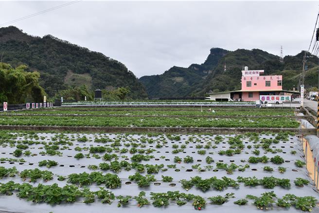 苗栗县每年农业生产后所产生的农业废膜中包括括约430吨的非生物性废膜，最主要来源是大湖乡栽种草莓农膜。（谢明俊摄）