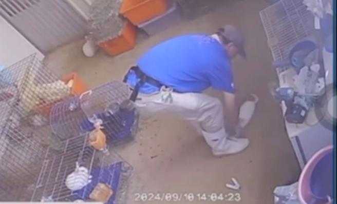 兽医师踩打虐待兔子，埔心牧场：已经自请离职。（翻摄画面）