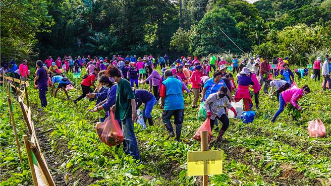 關西鎮上林社區2日舉辦「蘿蔔美食節」，現場上百位民眾參與拔蘿蔔，體會在地美食的樂趣。（羅浚濱攝）