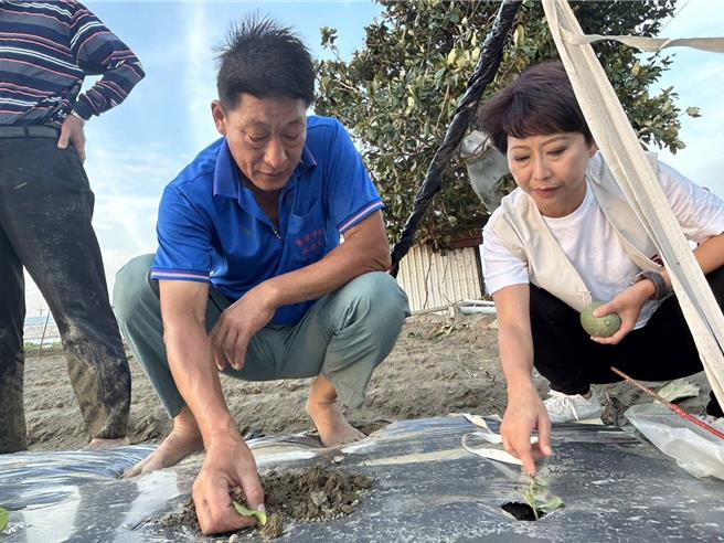 立委陳亭妃（右）昨日下午在北門區錦湖里長陳國庸（左）的帶路下，前往多處洋香瓜田勘災。（陳國庸提供／張毓翎台南傳真）