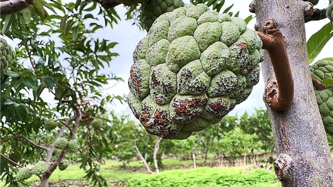 台东县种植大目释迦正值中大果期，受康芮颱风影响，部分果实果皮被强风磨黑。（萧嘉蕙摄）