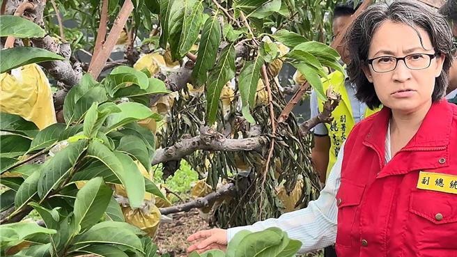 副总统萧美琴勘查台东县释迦农损情形。（萧嘉蕙摄）