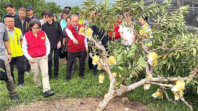 副总统萧美琴（左三）勘灾行程首站前往台东市释迦果园，园区果树结果累累，但后续灾情难以预期。（萧嘉蕙摄）